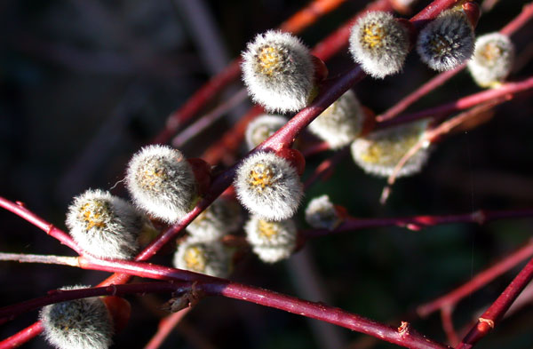 pussywillowDSCN6101