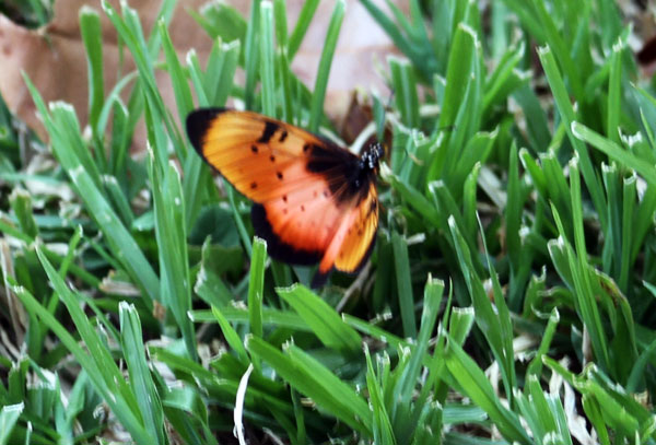 butterflyopenC7DL3225